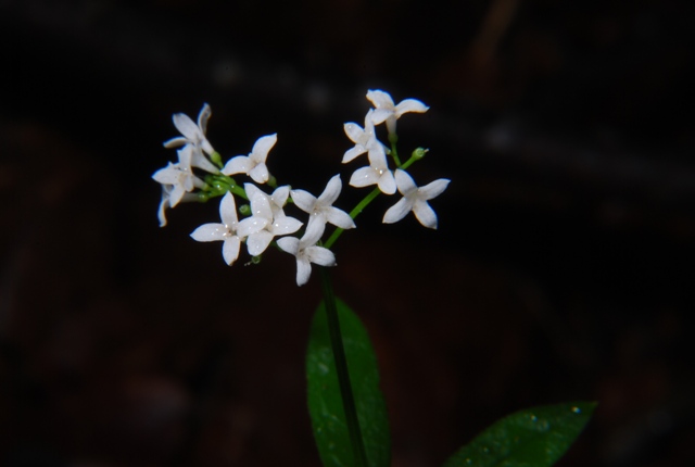 Galium odoratum